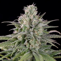 UK Cheese Auto (Humboldt Seed Organisation Seeds) Cannabis Seeds