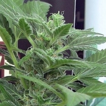 Indica Viper (John Sinclair Seeds) Cannabis Seeds
