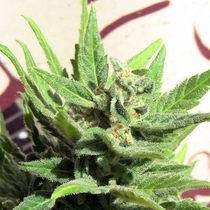 Indica x Sativa White Panther (John Sinclair Seeds) Cannabis Seeds