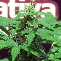 Sativa Trans Love (John Sinclair Seeds) Cannabis Seeds