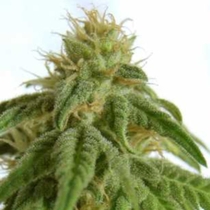 Afrodite (Kannabia Seeds) Cannabis Seeds