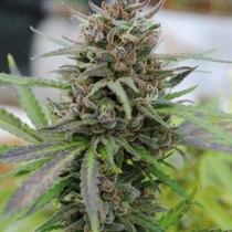 Baby Boom Auto (Kannabia Seeds) Cannabis Seeds