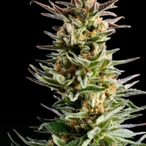 Big Band (Kannabia Seeds) Cannabis Seeds