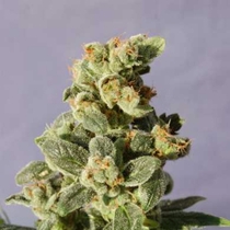 Gnomo Automatic (Kannabia Seeds) Cannabis Seeds