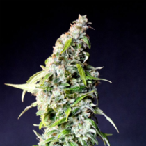 Speedy Gonzales AKA Speedy Boom Auto (Kannabia Seeds) Cannabis Seeds