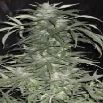 Afghani Special (KC Brains Seeds) Cannabis Seeds