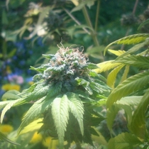 Brains Choice (KC Brains Seeds) Cannabis Seeds