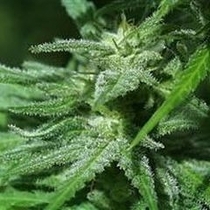 Brains Damage (KC Brains Seeds) Cannabis Seeds