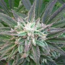 Brains Escape (KC Brains Seeds) Cannabis Seeds