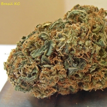 BRASIL x K.C. (KC Brains Seeds) Cannabis Seeds