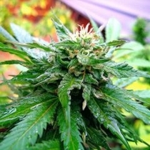 California Special (KC Brains Seeds) Cannabis Seeds