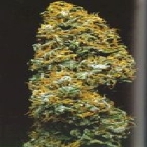 Cristal Paradise (KC Brains Seeds) Cannabis Seeds