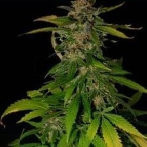Danky Doodle DD (KC Brains Seeds) Cannabis Seeds