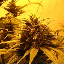 Danky Doodle DD (KC Brains Seeds) Cannabis Seeds