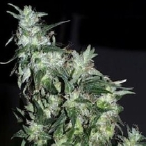 Haze Special (KC Brains Seeds) Cannabis Seeds