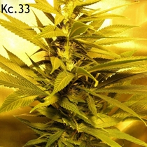 KC 33 (KC Brains Seeds) Cannabis Seeds