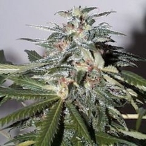 KC 51 Auto Feminised (KC Brains Seeds) Cannabis Seeds