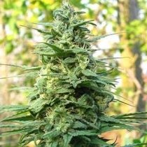Leda Uno (KC Brains Seeds) Cannabis Seeds
