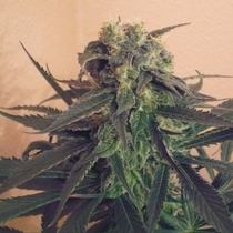 Mango (KC Brains Seeds) Cannabis Seeds