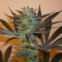 Mind Bender (KC Brains Seeds) Cannabis Seeds