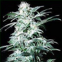 Northern Light Special (KC Brains Seeds) Cannabis Seeds