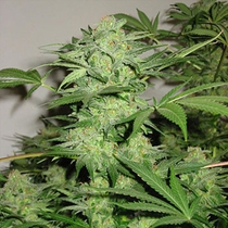 Northern Light Special (KC Brains Seeds) Cannabis Seeds