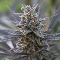Spontanica (KC Brains Seeds) Cannabis Seeds