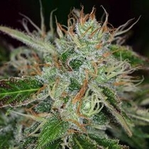 Sweet Dreams (KC Brains Seeds) Cannabis Seeds