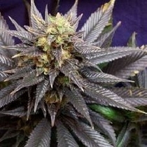 Swiss-xT (KC Brains Seeds) Cannabis Seeds