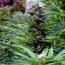 T.N.R (KC Brains Seeds) Cannabis Seeds