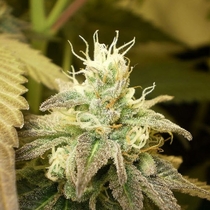 White K.C. (KC Brains Seeds) Cannabis Seeds