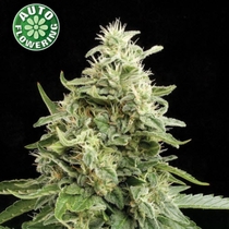 Amnesia Auto (Kera Seeds) Cannabis Seeds