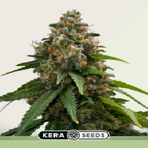 Amnesia Auto (Kera Seeds) Cannabis Seeds