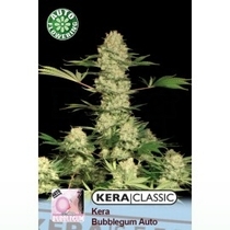 Bubblegum Auto (Kera Seeds) Cannabis Seeds