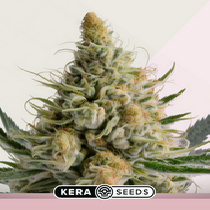 Bubblegum (Kera Seeds) Cannabis Seeds