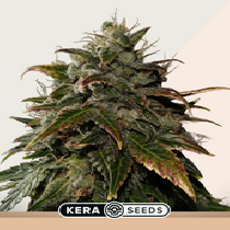 Burmese Kush (Kera Seeds) Cannabis Seeds