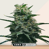 California Nugget (Kera Seeds) Cannabis Seeds