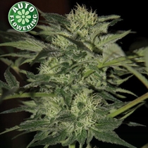 Crazy Bud Auto (Kera Seeds) Cannabis Seeds