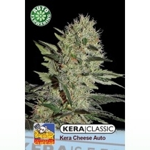 Cheese Auto (Kera Seeds) Cannabis Seeds