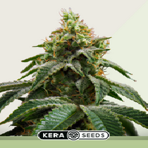 Crazy Mouse Auto AKA Cheese Auto (Kera Seeds) Cannabis Seeds
