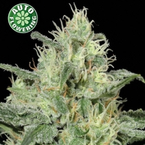 Critical Auto (Kera Seeds) Cannabis Seeds