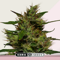 Critical Auto (Kera Seeds) Cannabis Seeds
