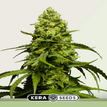 Dutch Power Auto (Kera Seeds) Cannabis Seeds
