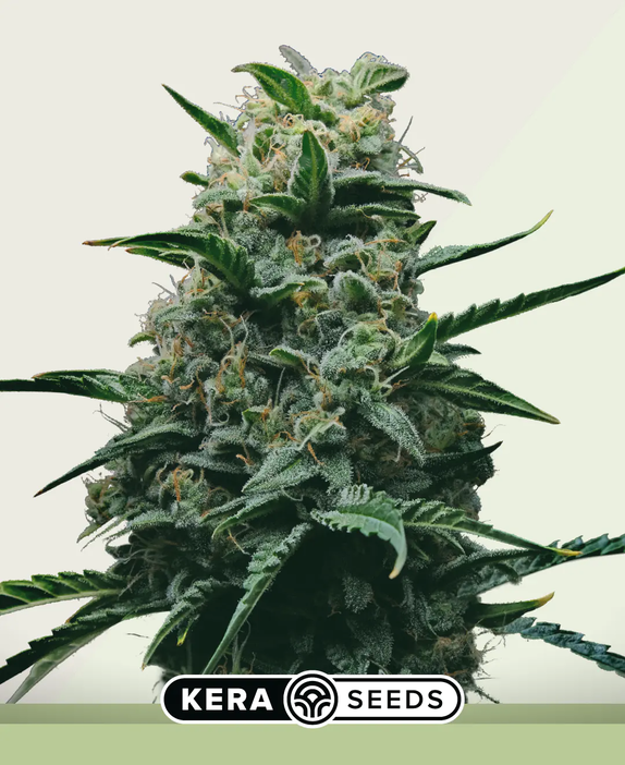 Dwarf Auto (Kera Seeds) Cannabis Seeds