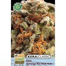 Greengo Bio Haze Auto (Kera Seeds) Cannabis Seeds