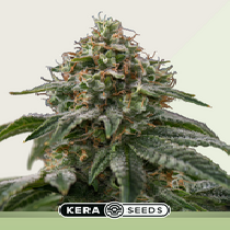 Greengo Bio Haze Auto (Kera Seeds) Cannabis Seeds