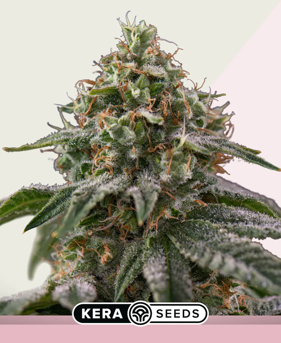 Greengo Bio Haze (Kera Seeds) Cannabis Seeds