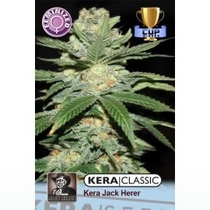 Jack Herer (Kera Seeds) Cannabis Seeds