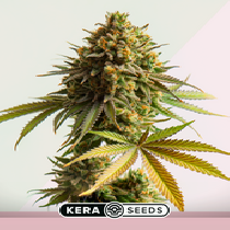 Jack Herer (Kera Seeds) Cannabis Seeds