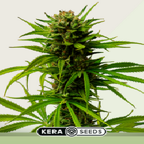 Matic Auto (Kera Seeds) Cannabis Seeds